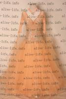 WB-2981　シャンパン